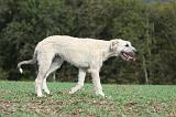 IRISH WOLFHOUND 173